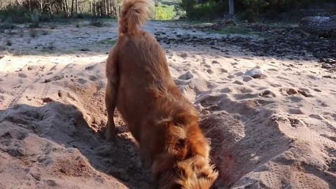 Orange fluffy dog digging sand Stock Footage 231874588