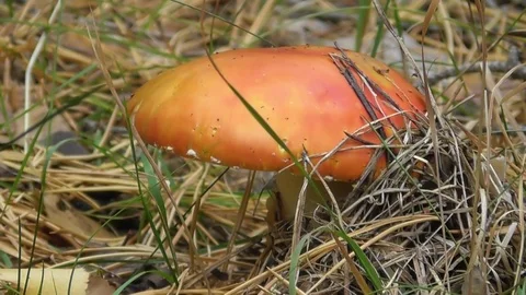 Orange fly agaric closeup Video stock 118803544