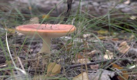 Orange fly agaric, with fluffy ringlet on the white thick stem and flat cap. Stock Photos
