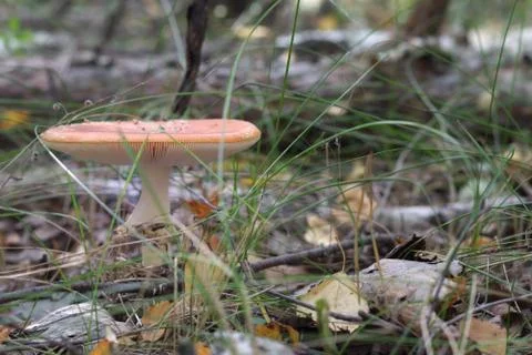 Orange fly agaric, with fluffy ringlet on the white thick stem and flat cap Stock Photos