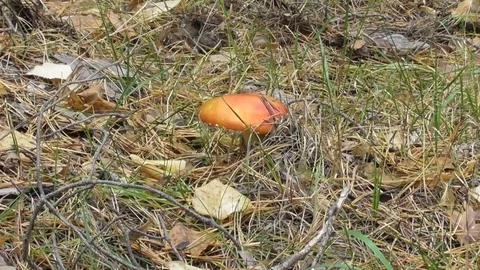Orange fly agaric Video stock 118803567