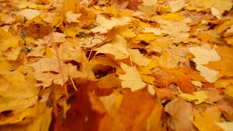 Orange Foliage on the Ground. Walking in the Forest or Park in Autumn. Fallen Stock Footage 141151166