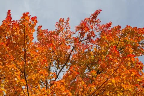 Orange Foliage Stock-Fotos