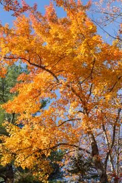 Orange Foliage Stock Photos