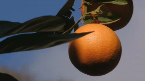 Orange Video stock 571806