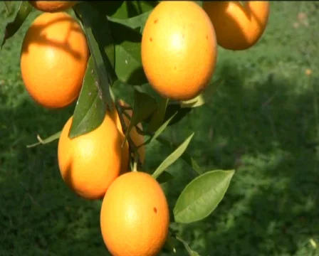 Orange Stock Footage 601894