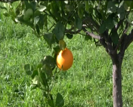 Orange Stock Footage