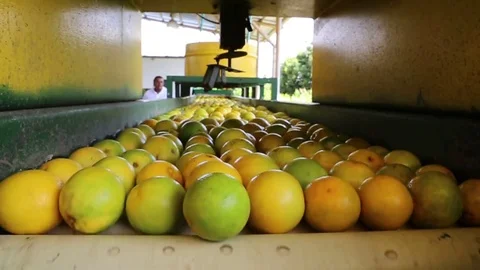 Orange Stock Footage 73629899