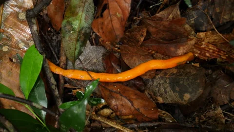 Orange Forest Bean on the Ground, Borneo, 4K Video stock 148195797