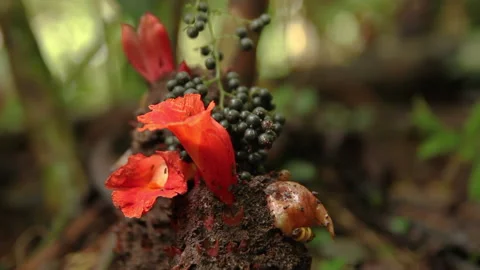Orange Forest Flower 2, Schwaner Muller Mountains, Borneo Stock Footage 142853802