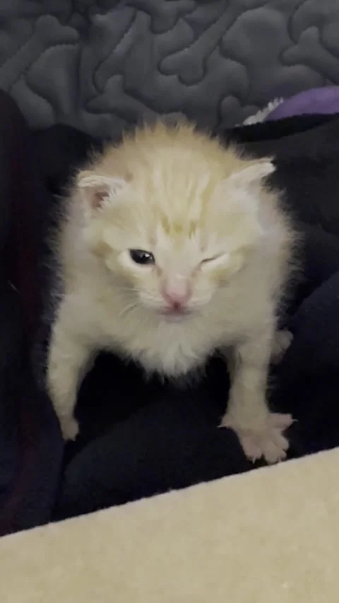 Orange Foster Kitty, Chicken Michael Nugget, Is Great At Winking, Timnath, Color Vídeo Stock 345088085