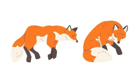 Orange Fox as Omnivorous Mammal with Pointed Snout and Long Bushy Tail Sitting Illustrazione stock