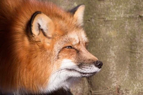 Orange fox Foto stock