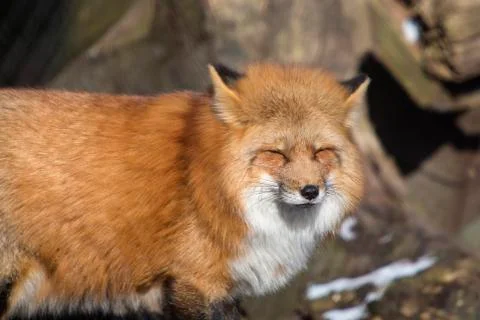 Orange fox Stock Photos