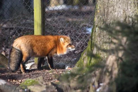 Orange fox Stock Photos