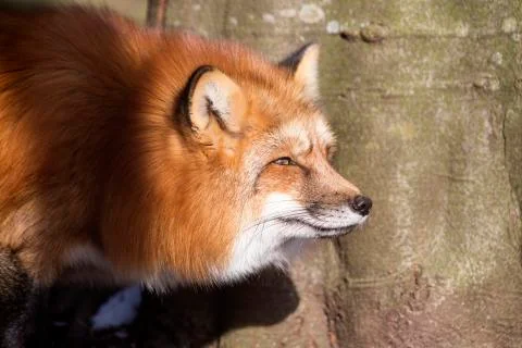 Orange fox Stock Photos