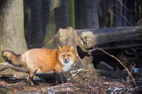 Orange fox Foto stock