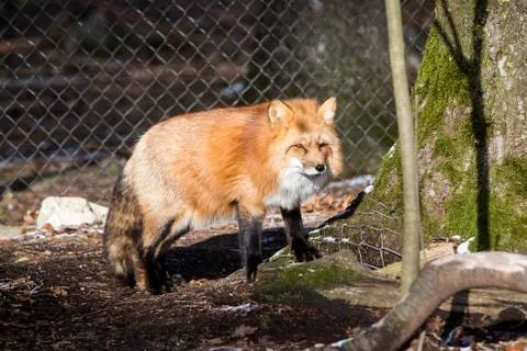 Orange fox Stock Photos