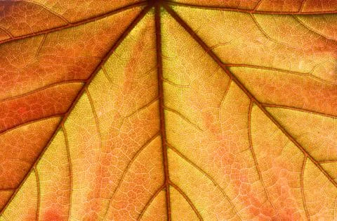 Orange fresh leaf Stock Photos