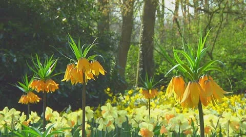 Orange fritillarias Stock Footage 10740732