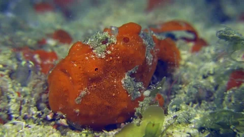 Orange frog fish Stock Footage 188618706