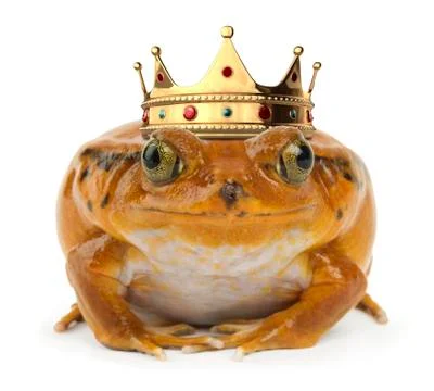 Orange frog on white Foto stock