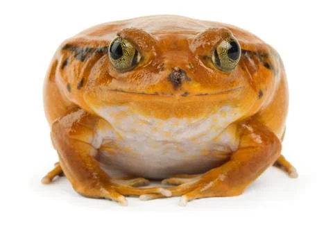 Orange frog on white 写真素材