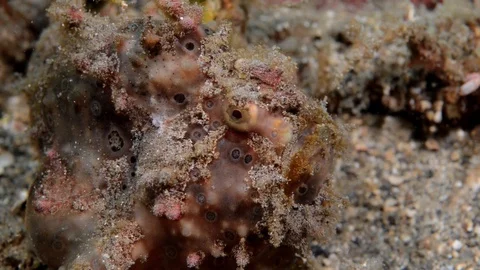 Orange Frogfish Blends in with Environment Video stock 112234557