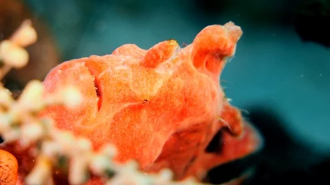 Orange frogfish sitting on branches of sponges and coral Stock Footage 112454440