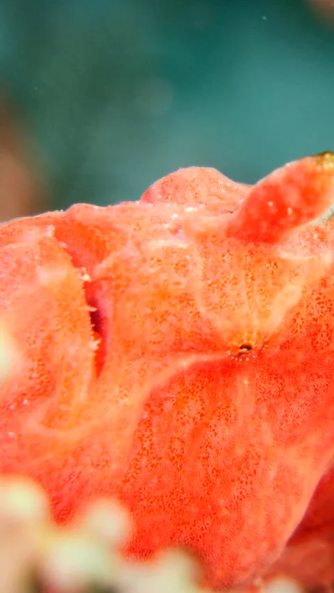Orange frogfish sitting on branches of sponges and coral Stock Footage 228829631