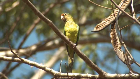 Orange-fronted Green Parakeet Bird in Jungle in Costa Rica Central America 库存影片 115540873