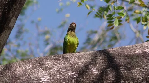 Orange-fronted Parakeet aka Parrot in Jungle in Costa Rica Central America 스톡 동영상 114401281