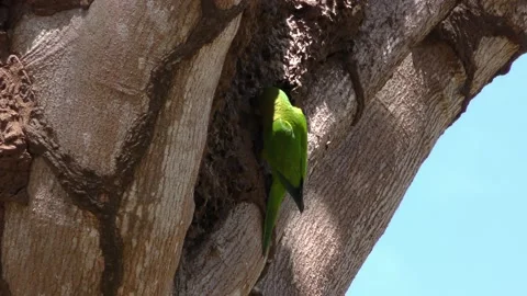 Orange-fronted Parakeet Bird Eating Termites at Termite Mound in Tree 스톡 동영상 134403087