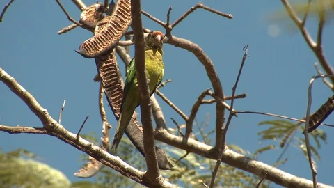 Orange-fronted Parakeet Bird in Forest in Costa Rica Central America Video stock 106716270