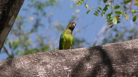 Orange-fronted Parakeet Conure Bird Bobbing Head in Costa Rica Jungle Forest Stock Footage 134402734