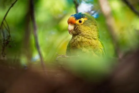 Orange-fronted Parakeet - Eupsittula canicularis or orange-fronted conure, al Stock Photos