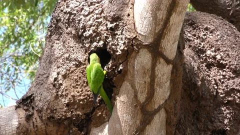 Orange-fronted Parakeet Nesting at Termite Mound Entering Hole Cavity Tree Stock Footage 134403569