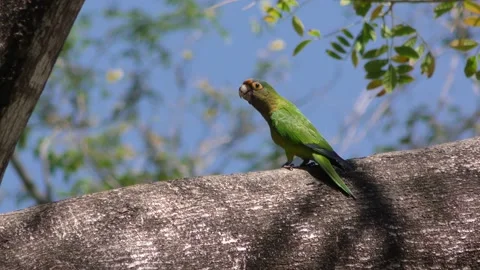 Orange-fronted Parakeet Parrot Bird Bobbing Head Breeding Mating Display Flying Stock Footage 134402874