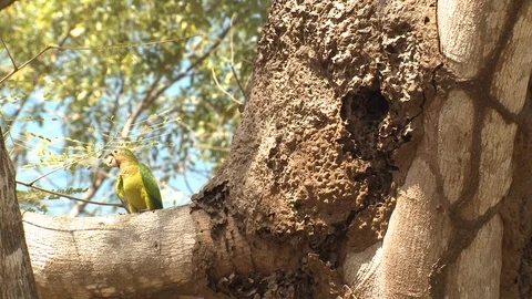 Orange-fronted Parakeet Parrot at Termite Mound Nest in Central America 스톡 동영상 106716365