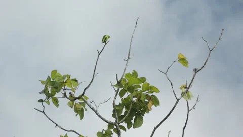 Orange Fronted Parakeet Perched on Small Branch with Clouds Moving Past in 库存影片 130181158