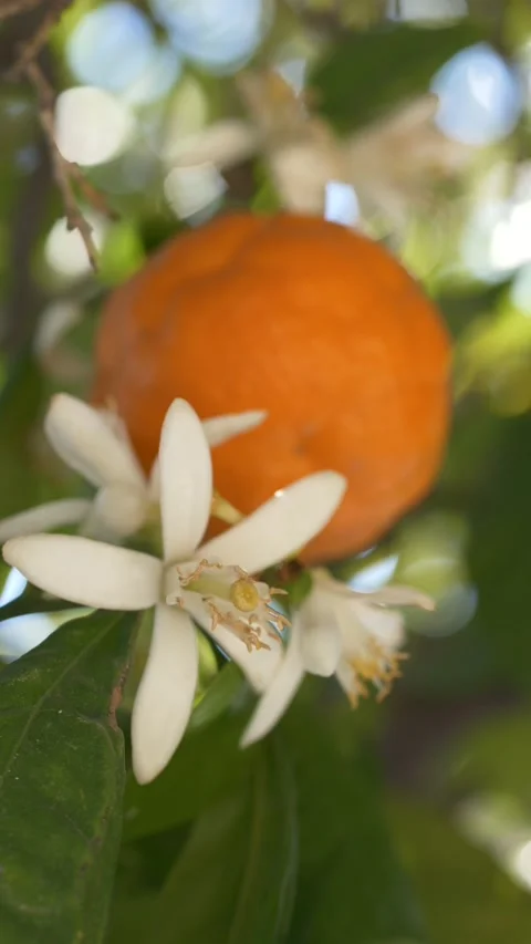 Orange fruit and blossom on tree, symbolizing organic farming and fresh food Stock Footage 332900728