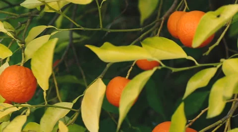Orange fruit on a branch. Stock Footage 62279922