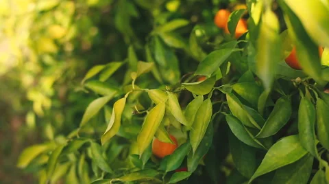 Orange fruit on a branch. Stock Footage 62280013