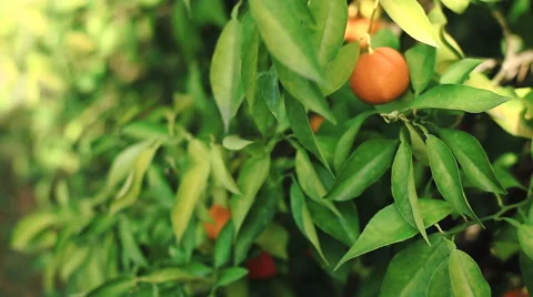 Orange fruit on a branch. Stockbeeldmateriaal 62282143