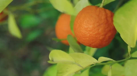 Orange fruit on a branch. Vidéo 62282330