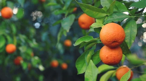 Orange fruit on a branch. 스톡 동영상 62283070