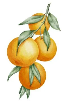 Orange Fruit Branch. Hand drawn watercolor illustration of yellow tropical Stock Illustration