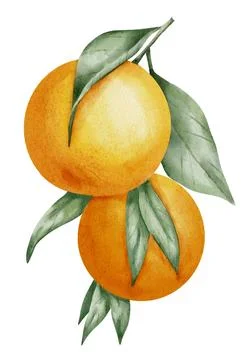 Orange Fruit Branch. Hand drawn watercolor illustration of yellow tropical Stock Illustration