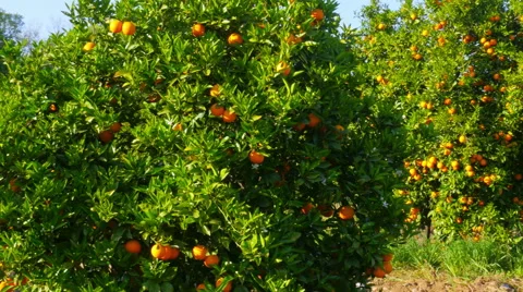Orange fruit at branch of tree, spring season, sunny day Stock Footage 51365467