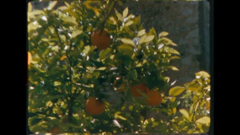 Orange fruit on citrus tree zoom vintage 8mm Stock Footage 346175906